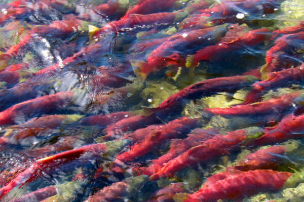 HEADER1_Salmon_DPickard HEADER1_Salmon_DPickard