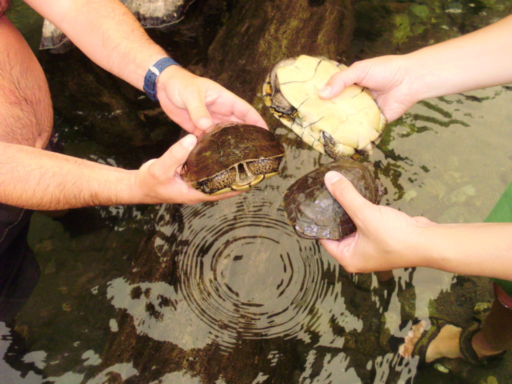 Monitoring of western pond turtles, a key species that will benefit from the Trinity River Restoration Program. Regular monitoring of valued ecosystem components is critical to understanding the effectiveness of restoration actions and adjusting, if necessary, through adaptive management.