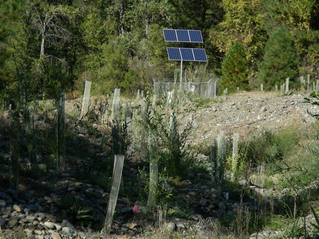 Irrigated riparian planting along the Trinity River banks, one key type of restoration pursued as part of the Trinity River Restoration Program.