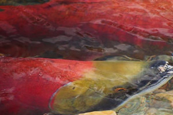 Sockeye Salmon